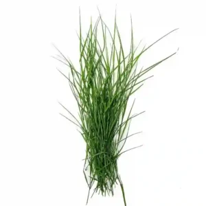 Durva