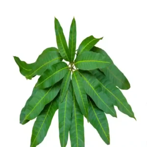 Mango leaves