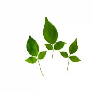 Bel leaves